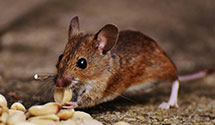 24 Hour & Emergency Exterminators in Elk City, OK